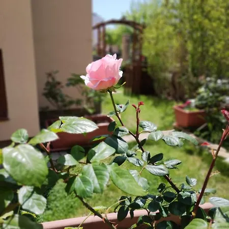 Morski Far Lighthouse-bastet Bs